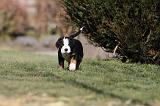 GRAND BOUVIER SUISSE 043